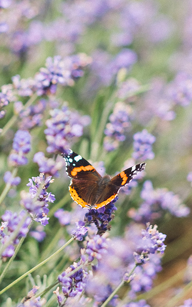 Butterfly on heather