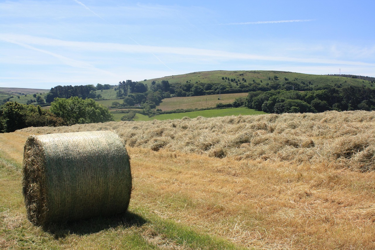 Hay bale 
