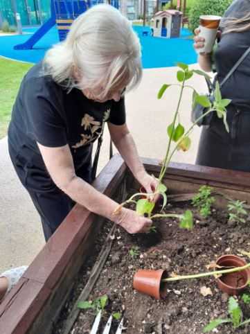 A lady wearing black t-shirt gardening in a raised planter